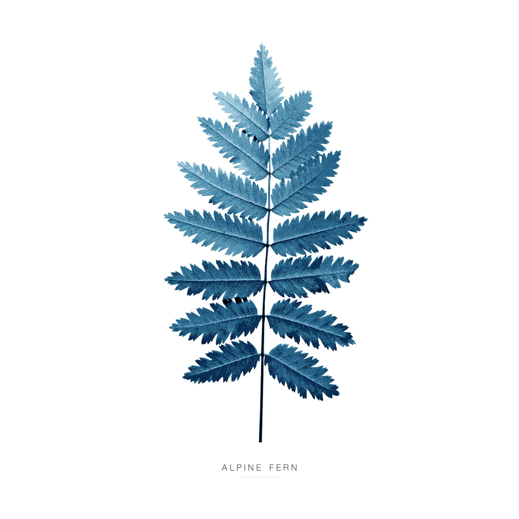 Unframed Prints*Whistlefish Alpine Fern Art Print