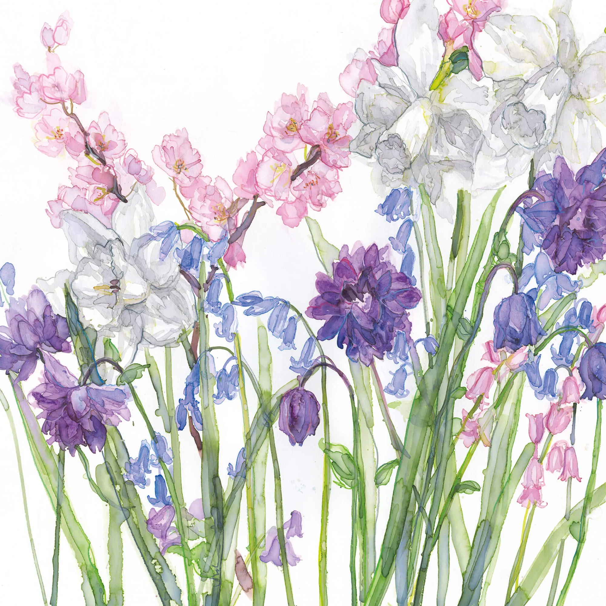 Unframed Prints*Whistlefish Aquilegia, Bluebells & Blossom Art Print