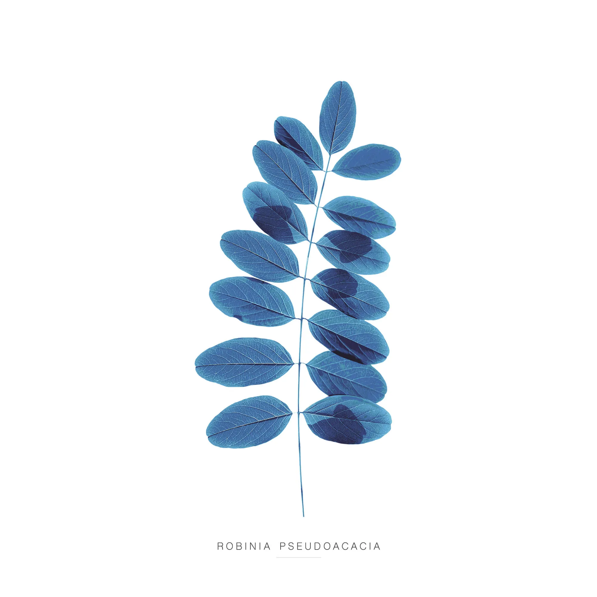 Unframed Prints*Whistlefish Blue Robina Art Print