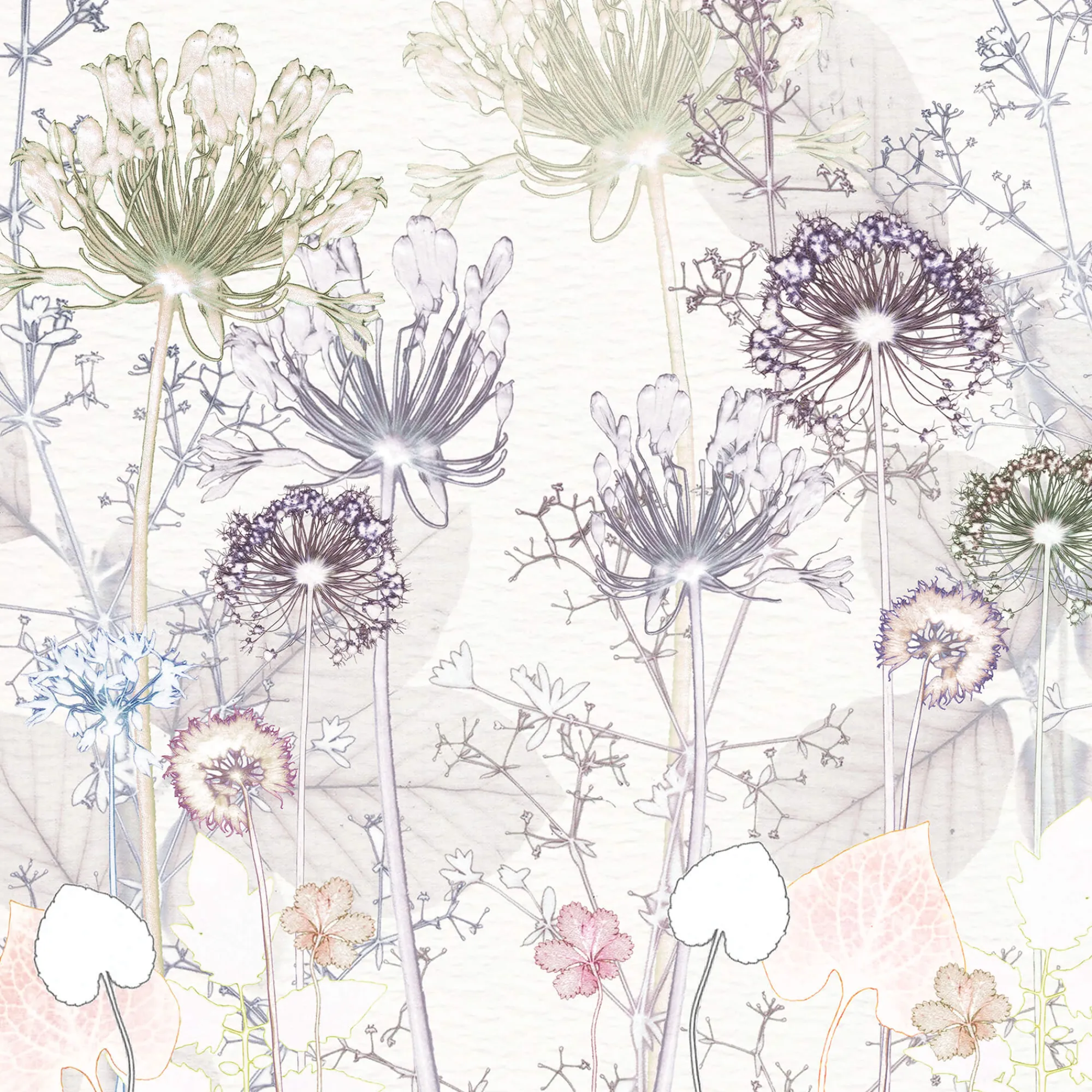 Unframed Prints*Whistlefish Delicate Agapanthus Art Print