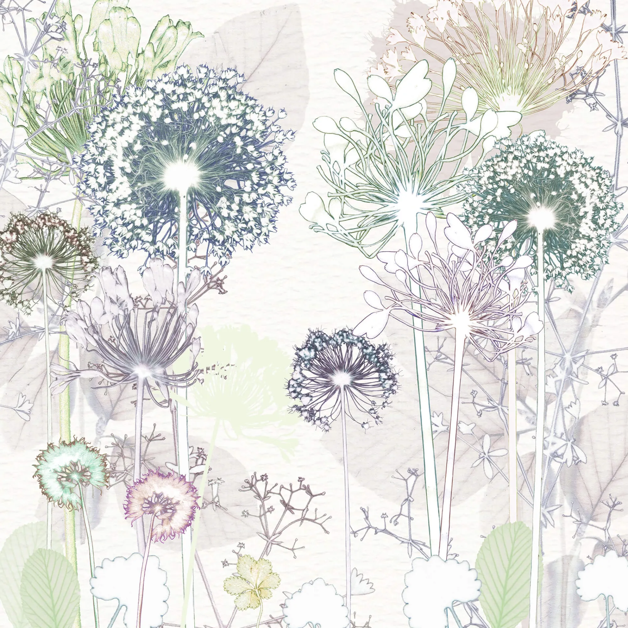 Unframed Prints*Whistlefish Delicate Allium Art Print