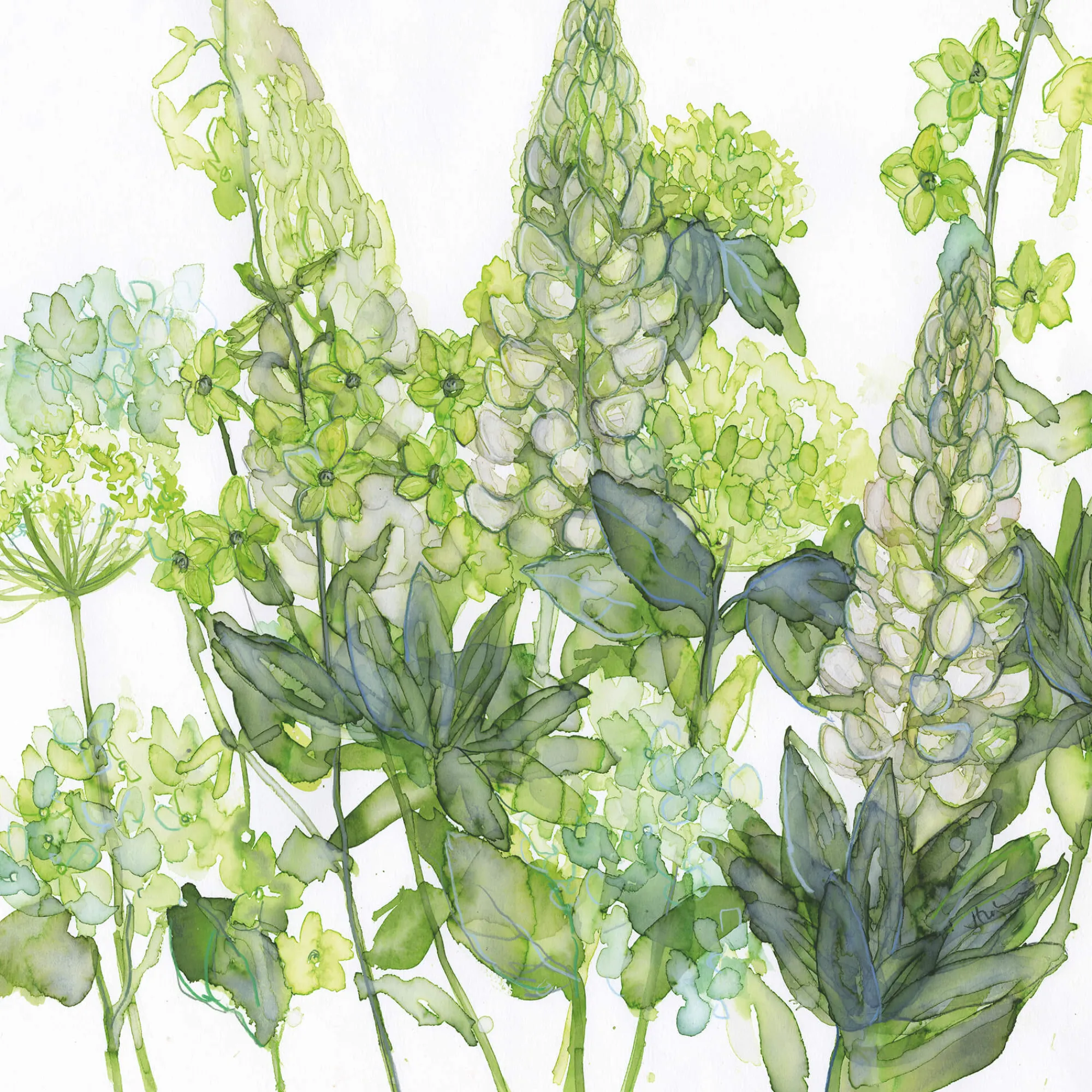Unframed Prints*Whistlefish Lupin Hydrangea Art Print
