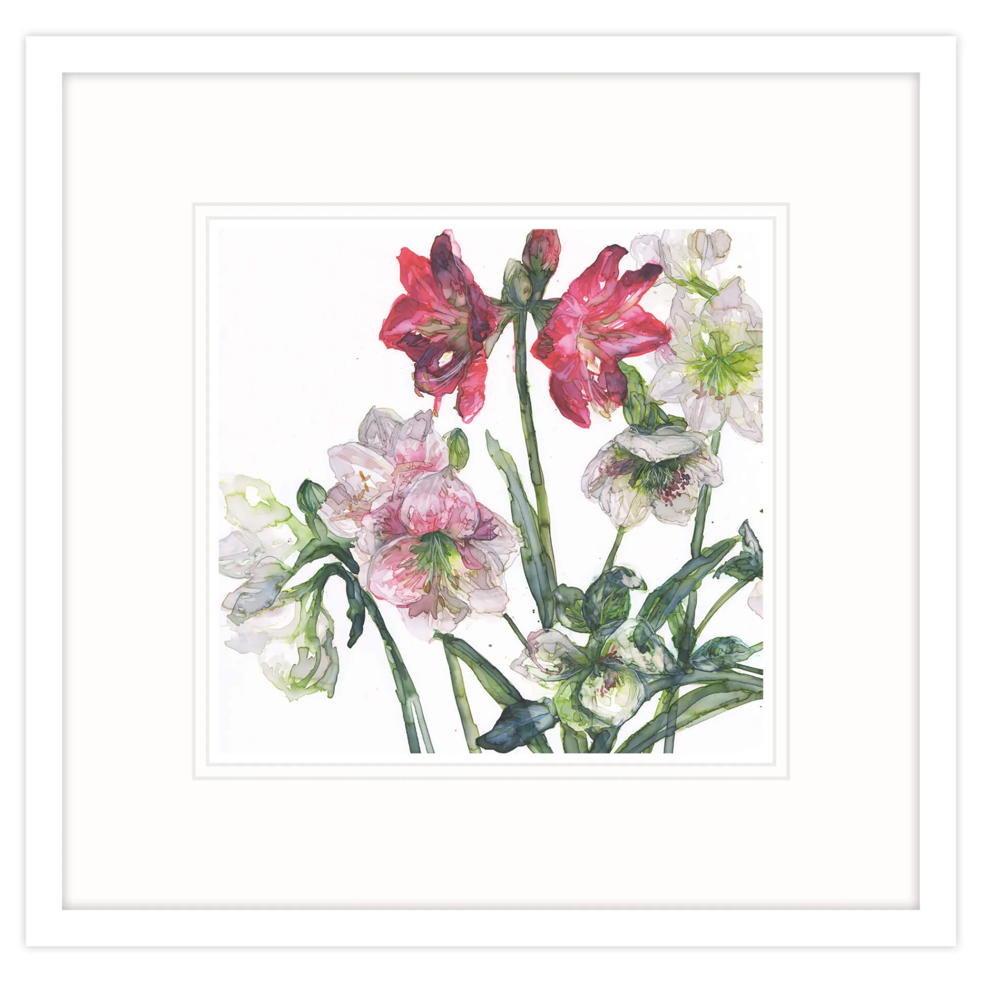 Floral & Flowers|Framed Prints*Whistlefish Mixed Amaryllis And Hellebore Framed Print