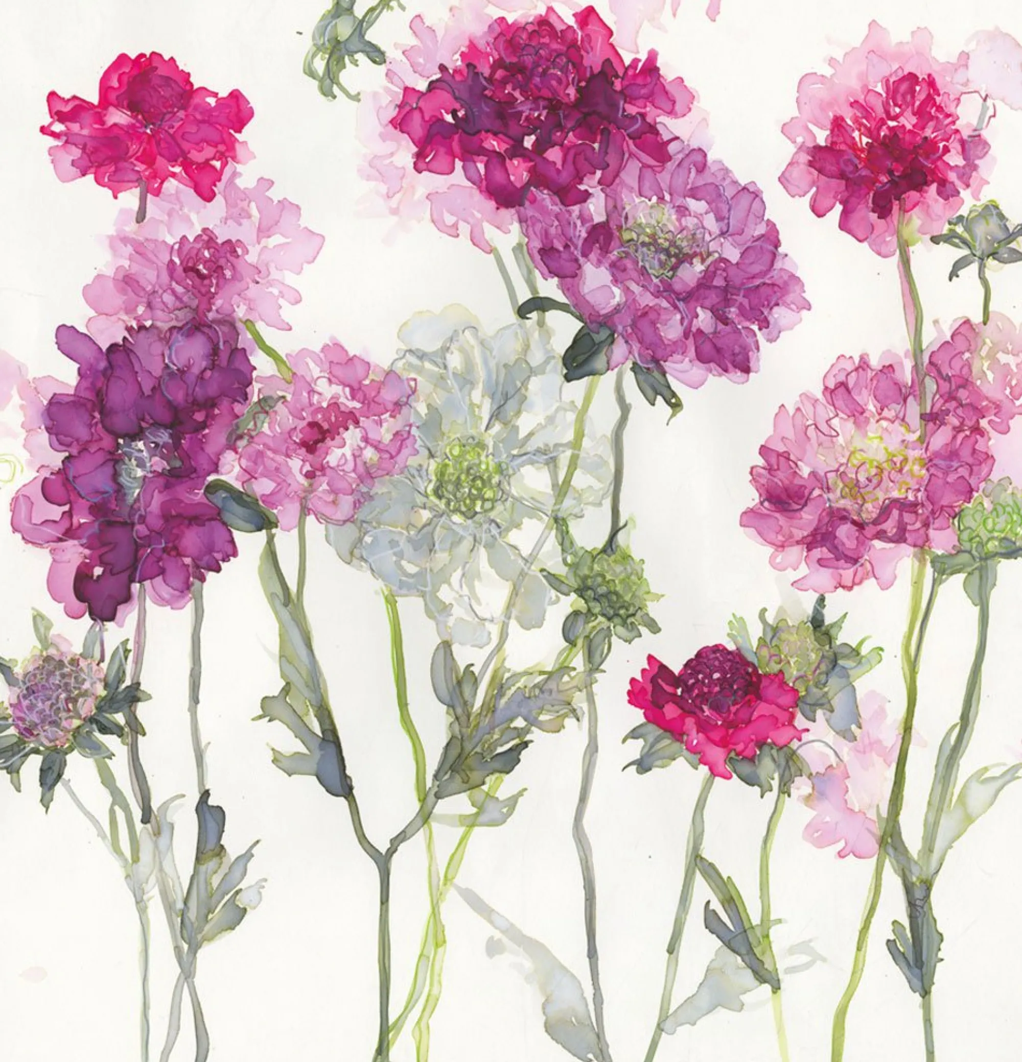 Unframed Prints*Whistlefish Mixed Scabious Art Print