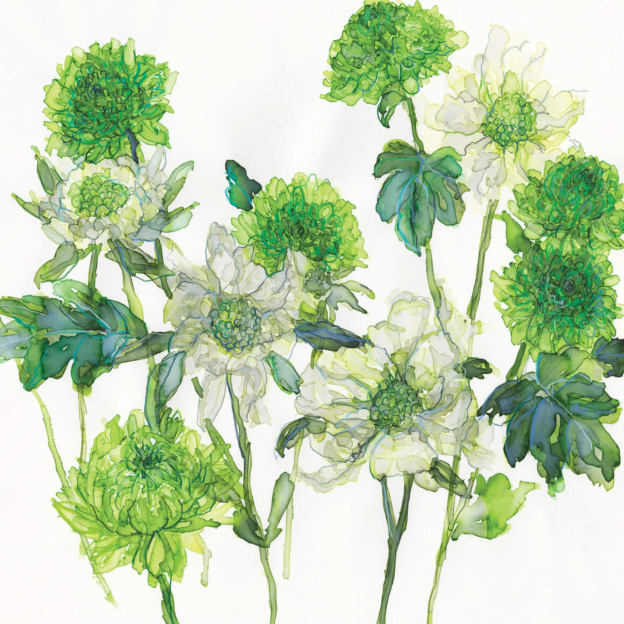 Unframed Prints*Whistlefish Scabious & Chrysanthemum Art Print