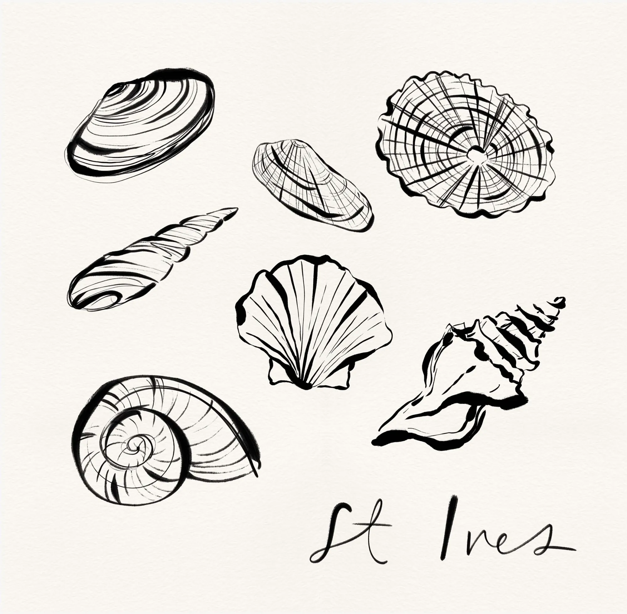 Unframed Prints*Whistlefish St Ives Shells Art Print