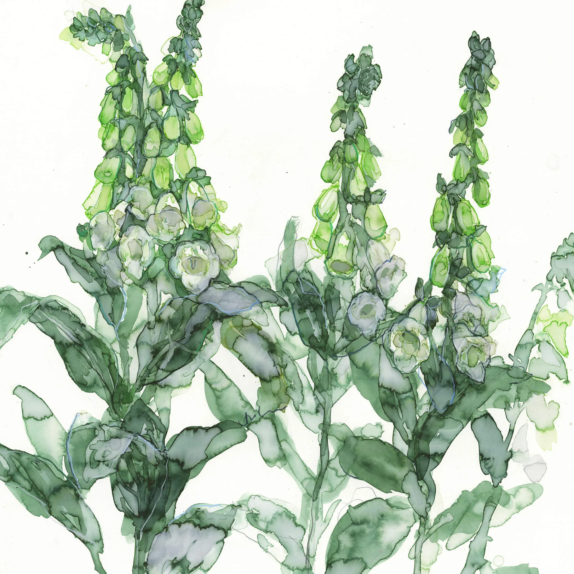Unframed Prints*Whistlefish White Foxgloves Art Print